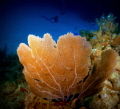   ARMCHAIR REEF GRAND CAYMAN BWI  